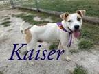 Adopt Kaiser 30842 a Labrador Retriever, Mixed Breed