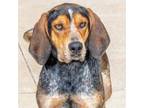 Adopt GABRIEL a Bluetick Coonhound