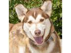 Adopt DEEP DISH PIZZA a Siberian Husky