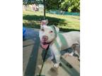 Adopt MEATBALL a Staffordshire Bull Terrier