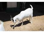 Adopt PETER PAN a Goat