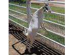 Adopt CAPTAIN HOOK a Goat