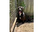 Adopt Snickers a Black Labrador Retriever, Basset Hound