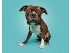 Adopt Jive a Mixed Breed
