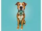Adopt Sturgeon a Mixed Breed