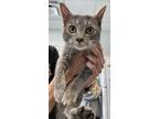 Adopt SANTIAGO a Domestic Short Hair