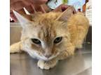 Adopt YELLOW a Domestic Short Hair