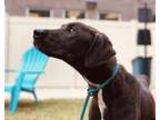 Adopt MEMPHIS a Labrador Retriever