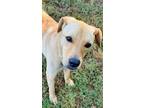 Adopt NASH a Labrador Retriever