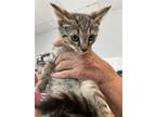 Adopt TADPOLE a Domestic Short Hair