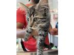 Adopt A163782 a Domestic Medium Hair