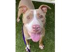 Adopt BONES a Pit Bull Terrier