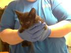 Adopt CROW a American Shorthair