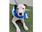 Adopt CLIPPER a Pit Bull Terrier