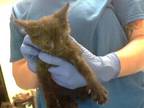 Adopt A411986 a Domestic Short Hair