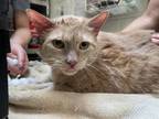 Adopt PERCY a Domestic Short Hair