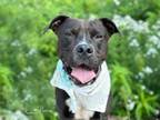 Adopt BARK TWAIN a Boxer, Mixed Breed
