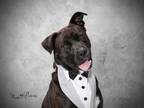 Adopt DEAN a Labrador Retriever