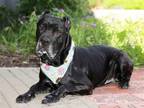 Adopt ROSCOE a Cane Corso