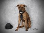 Adopt LION a Boxer, Mixed Breed