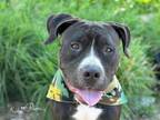 Adopt TRES a Boxer, Mixed Breed