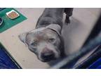 Adopt GARUDA a Labrador Retriever, Mixed Breed