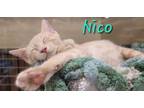 Adopt Nico a Tabby