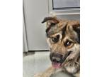 Adopt ARIES a German Shepherd Dog, Mixed Breed