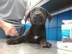 Adopt MUSHROOM a Labrador Retriever, Mixed Breed