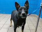 Adopt SHARE BEAR a Pit Bull Terrier, Husky