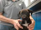Adopt BEAN a Labrador Retriever, Mixed Breed