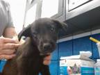 Adopt BEET a Labrador Retriever, Mixed Breed