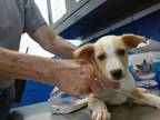 Adopt CARROT a Labrador Retriever, Mixed Breed