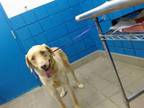 Adopt WRANGLER a Labrador Retriever, Mixed Breed