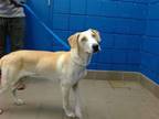 Adopt DANIEL a German Shepherd Dog, Mixed Breed