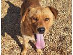 Adopt COCOA a Labrador Retriever, Chow Chow