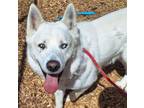Adopt KOY a Husky, Mixed Breed