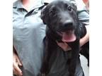Adopt STEVEN a Labrador Retriever, Mixed Breed