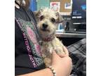 Adopt MILO a Parson Russell Terrier, Mixed Breed