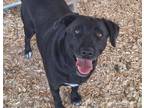 Adopt BLACKIE a Labrador Retriever, Mixed Breed
