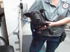 Adopt SAMUEL a Labrador Retriever, Mixed Breed