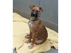 Adopt HACKSAW J DOGGUN a German Shepherd Dog, Mixed Breed