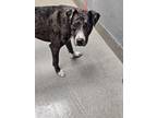 Adopt ELTON a Great Dane, Mixed Breed