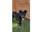Adopt TAZ a Labrador Retriever, Mixed Breed