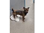 Adopt DUKE a Rottweiler, Mixed Breed