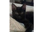 Adopt Jasper a Domestic Long Hair