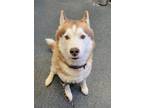 Adopt STATIC a Husky