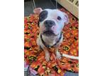 Adopt BUGS a Pit Bull Terrier, Mixed Breed