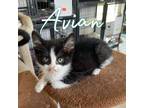 Adopt Avian a Domestic Short Hair