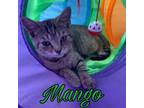 Adopt Mango a Domestic Short Hair